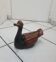 Large brown and black duck
