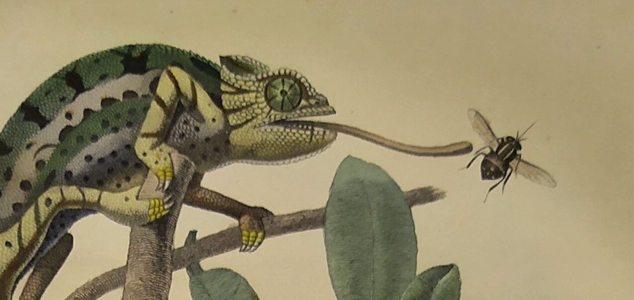 Planche zoologique originale de 1839 " cameleon & scinque "