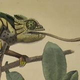 Original zoological plate of 1839 " cameleon & scinque "