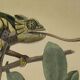 Planche zoologique originale de 1839 " cameleon & scinque "