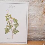 Botanical plate Ivy