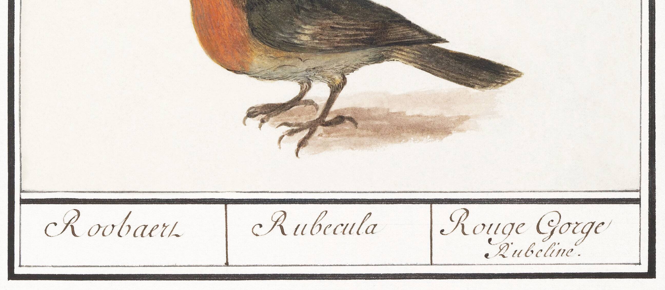 Poster about the Robin, based on an old engraving from 1610