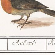 Poster about the Robin, based on an old engraving from 1610