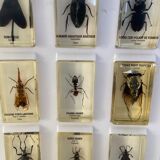 Set of 15 insects