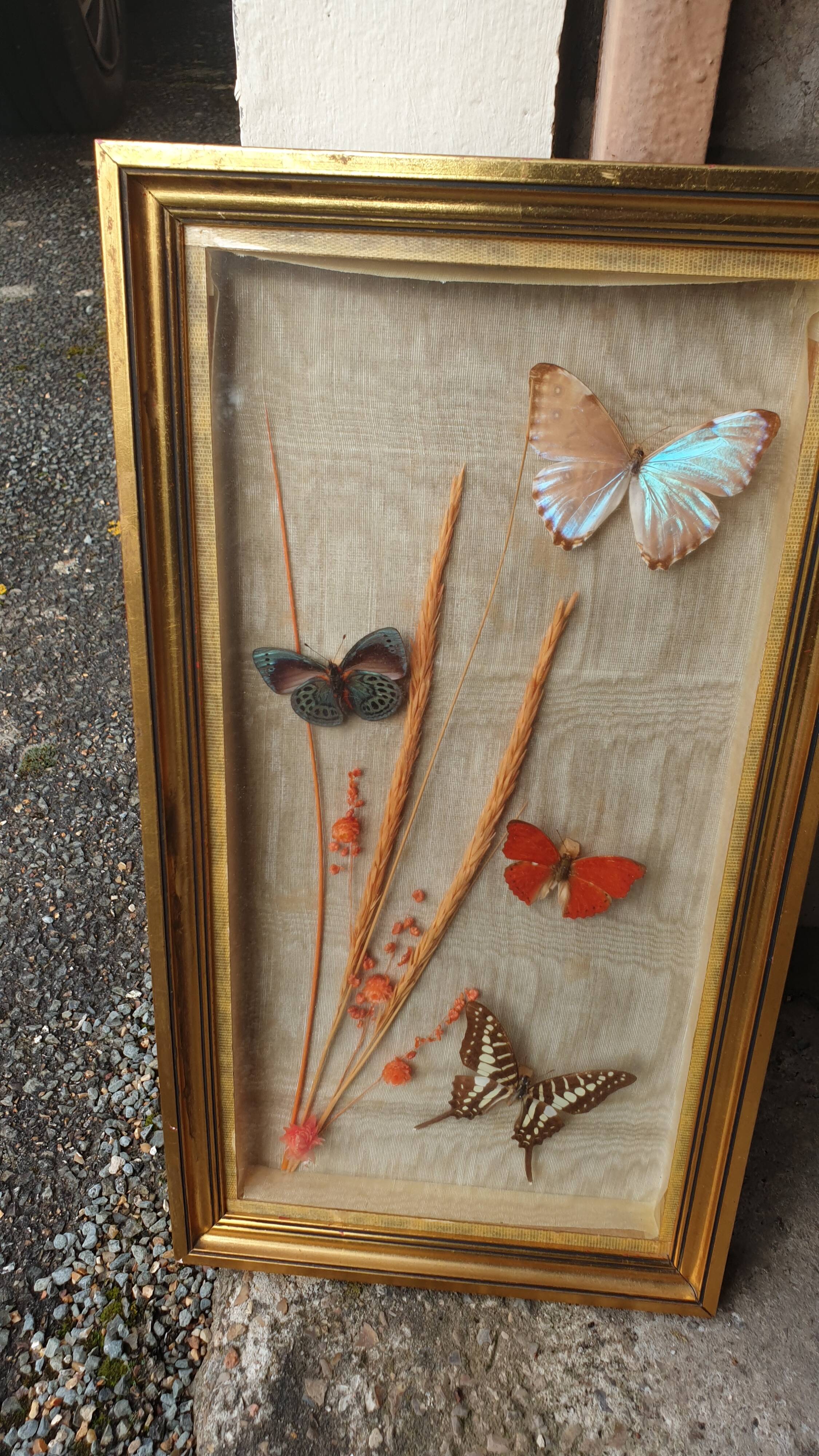 Butterflies under frame