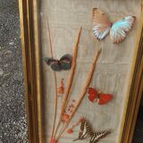 Butterflies under frame