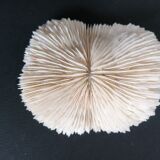 Ancient fungia coral 9x8 cm