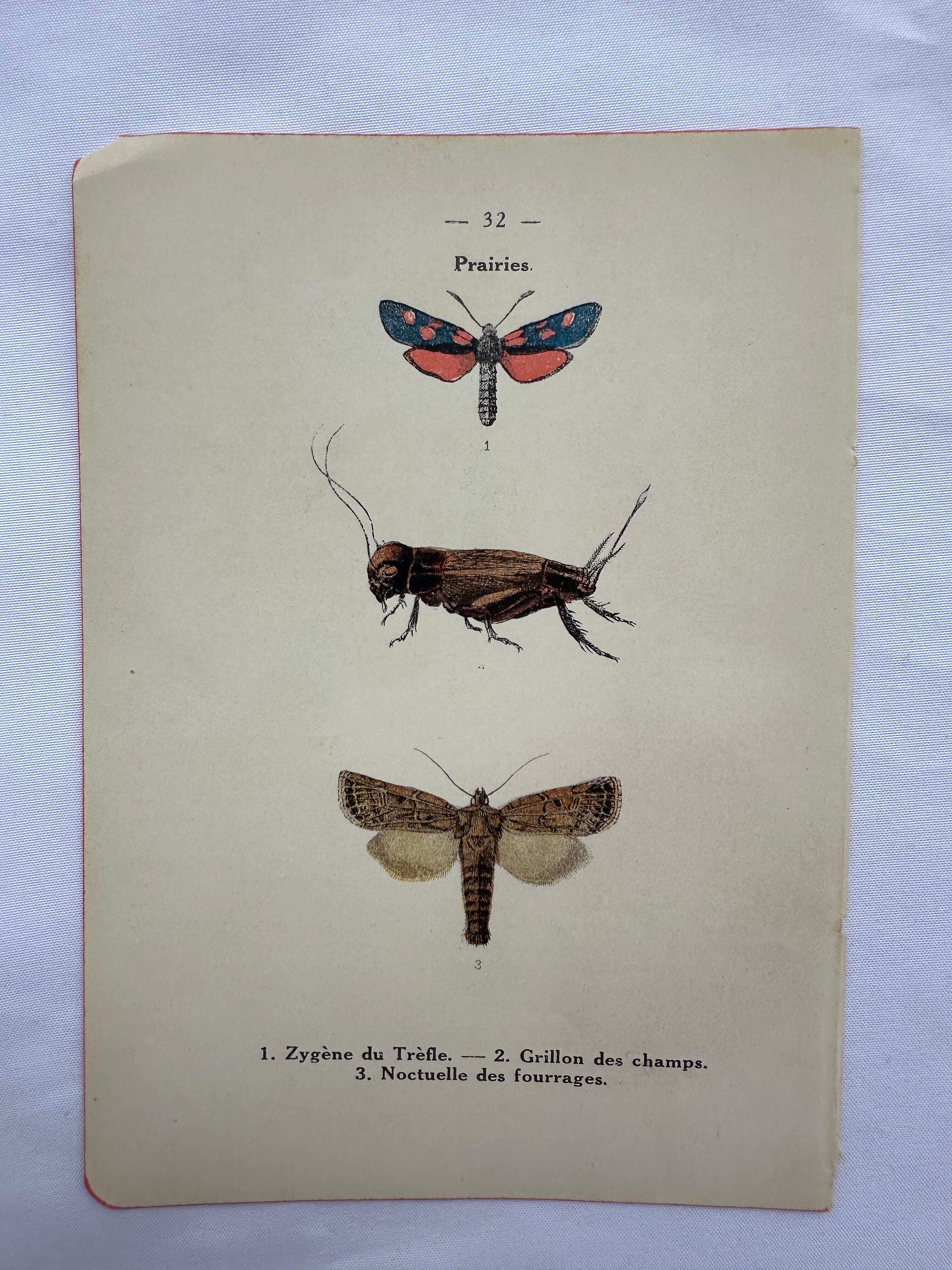 Botanical engraving vintage naturalist poster 1900
