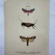 Botanical engraving vintage naturalist poster 1900