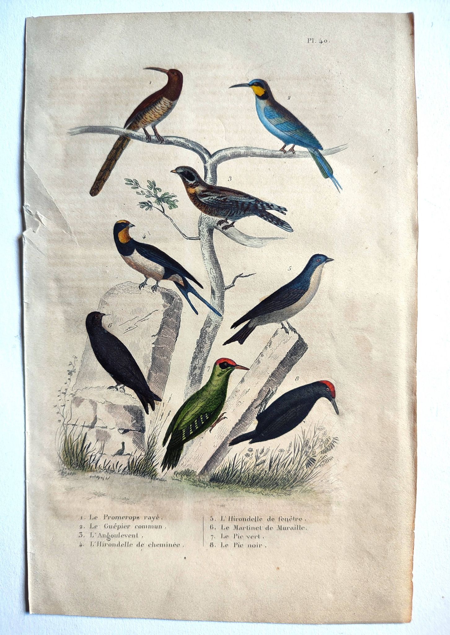 Original ornithological plate "Striped Promerops, Common Bee-eater, Buffon's Nightjar, 1838"