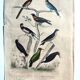 Original ornithological plate "Striped Promerops, Common Bee-eater, Buffon's Nightjar, 1838"