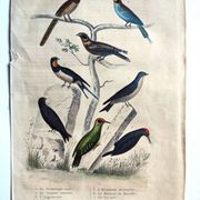 Original ornithological plate "Striped Promerops, Common Bee-eater, Buffon's Nightjar, 1838"