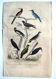 Original ornithological plate "Striped Promerops, Common Bee-eater, Buffon's Nightjar, 1838"