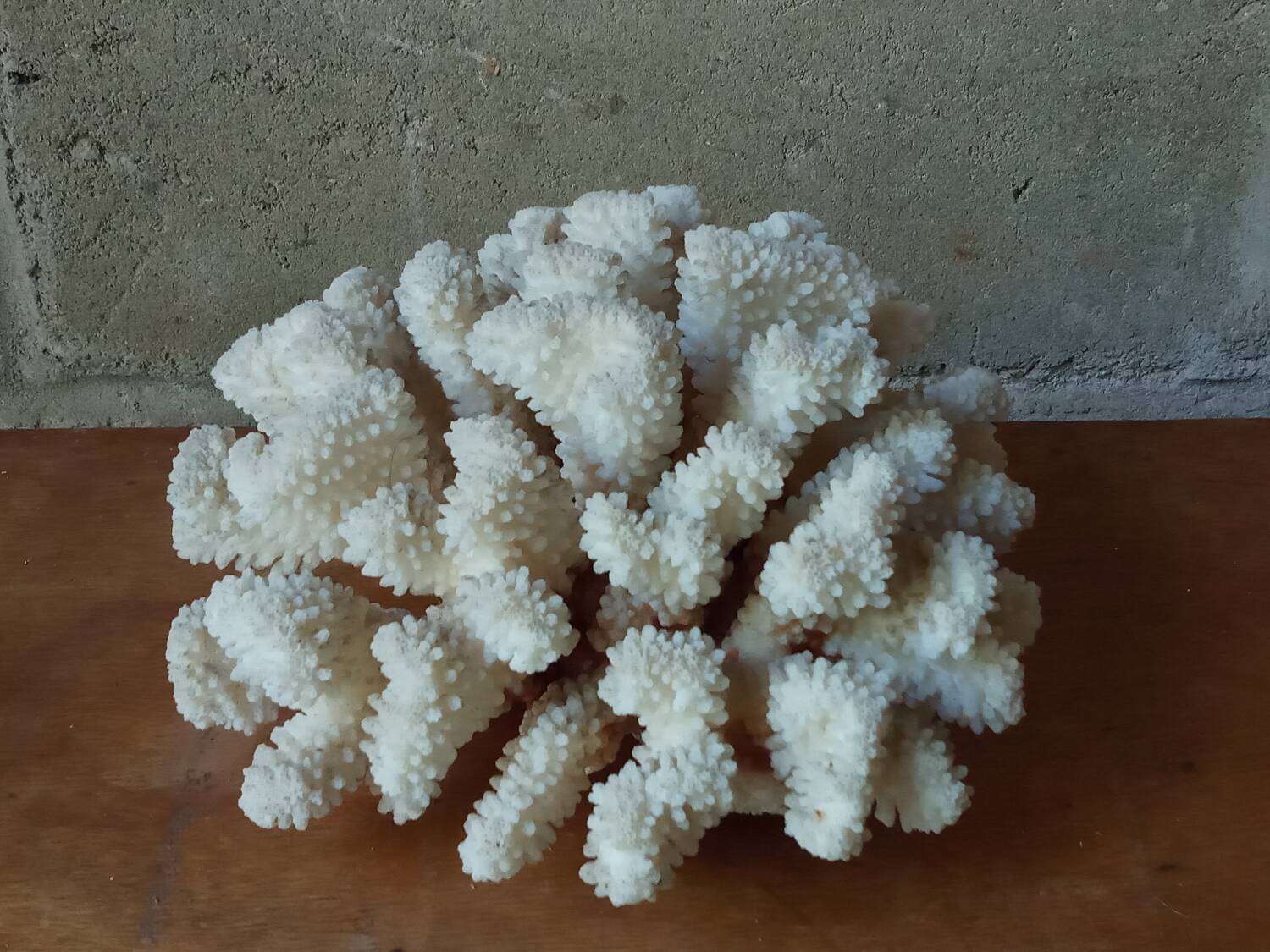 Ancient white coral