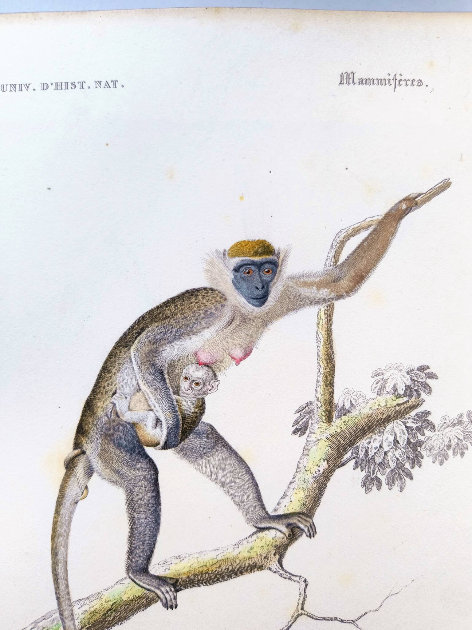 Antique engraving from 1849. Monkey by J. Werner. Zoology of Orbigny. Savannah