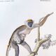 Antique engraving from 1849. Monkey by J. Werner. Zoology of Orbigny. Savannah