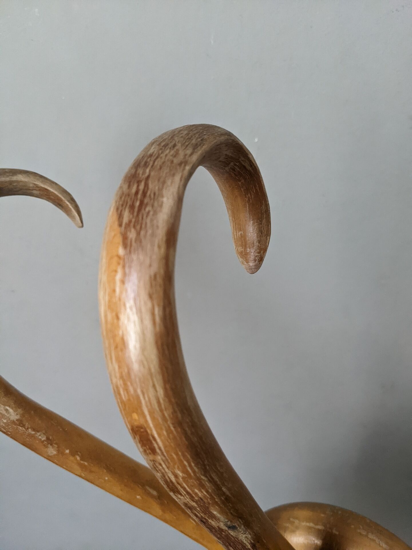 Porte manteau thonet vintage en bois courbé