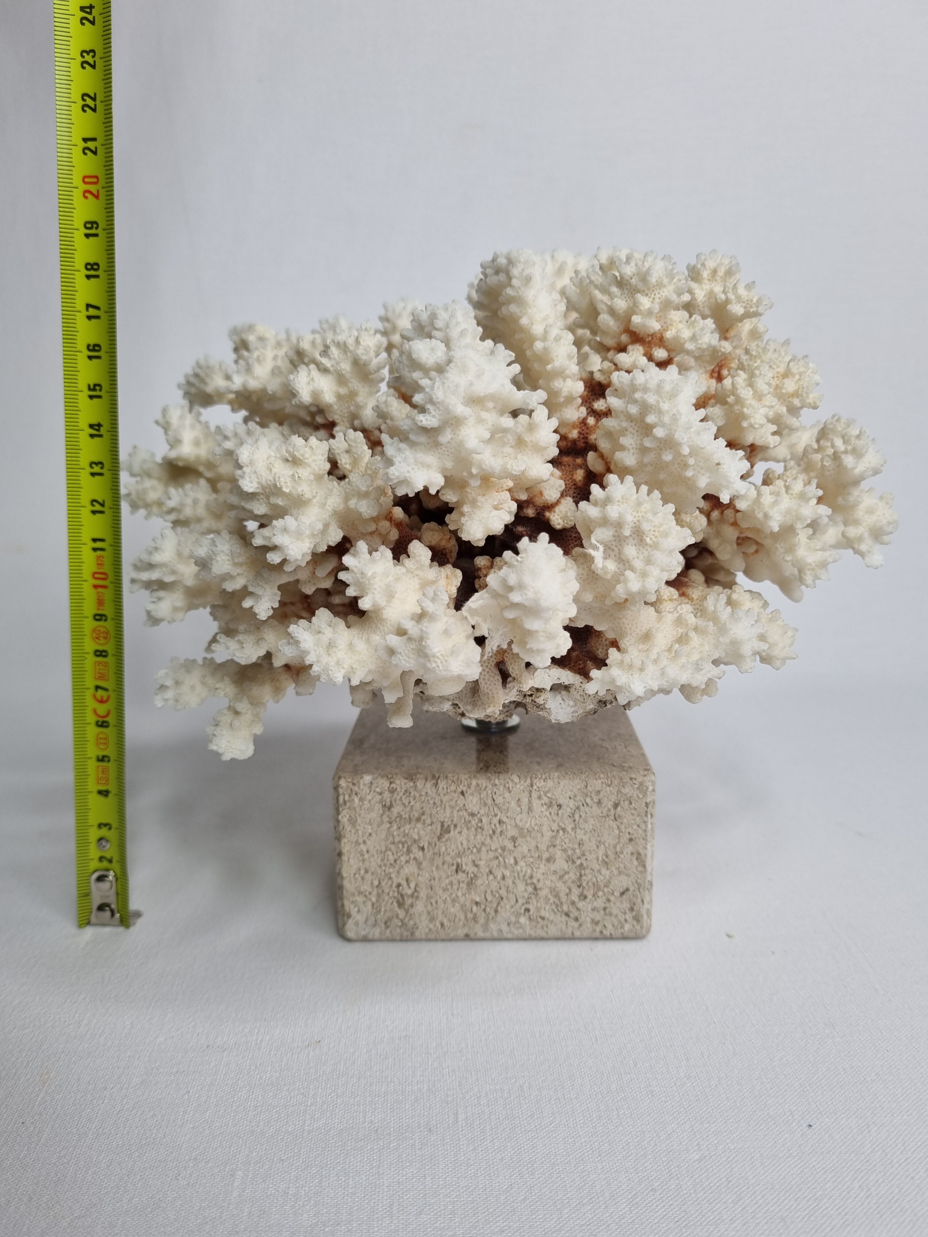Old white coral in branches on base, 24 cm