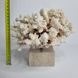 Old white coral in branches on base, 24 cm