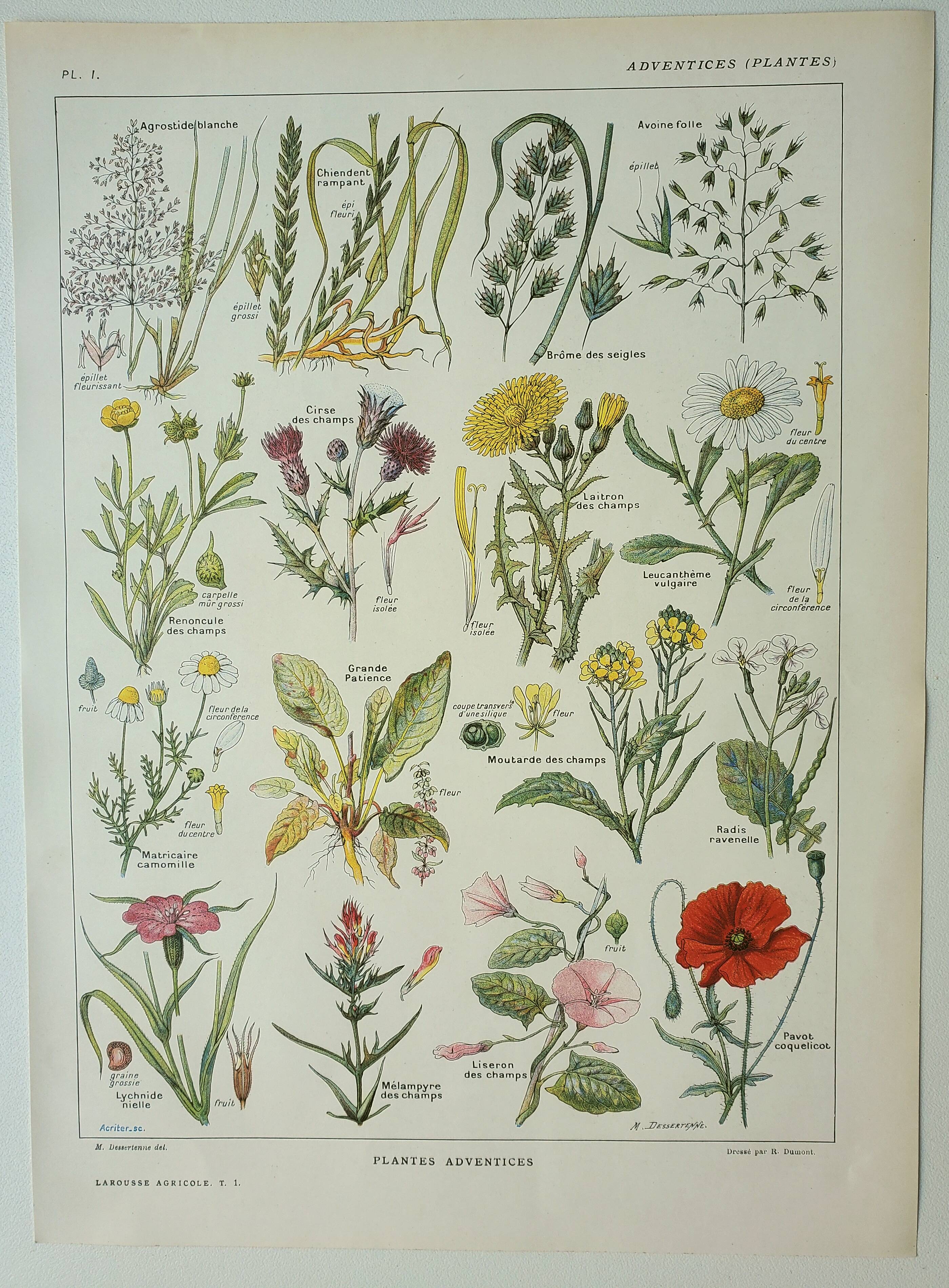 Old engraving 1922, Weeds, flowers, plants, botany • Lithograph, Original plate