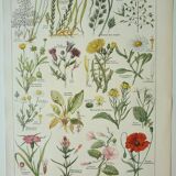 Old engraving 1922, Weeds, flowers, plants, botany • Lithograph, Original plate