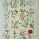 Old engraving 1922, Weeds, flowers, plants, botany • Lithograph, Original plate