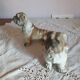 Set of 2 dogs bulldogs tighten biscuit books