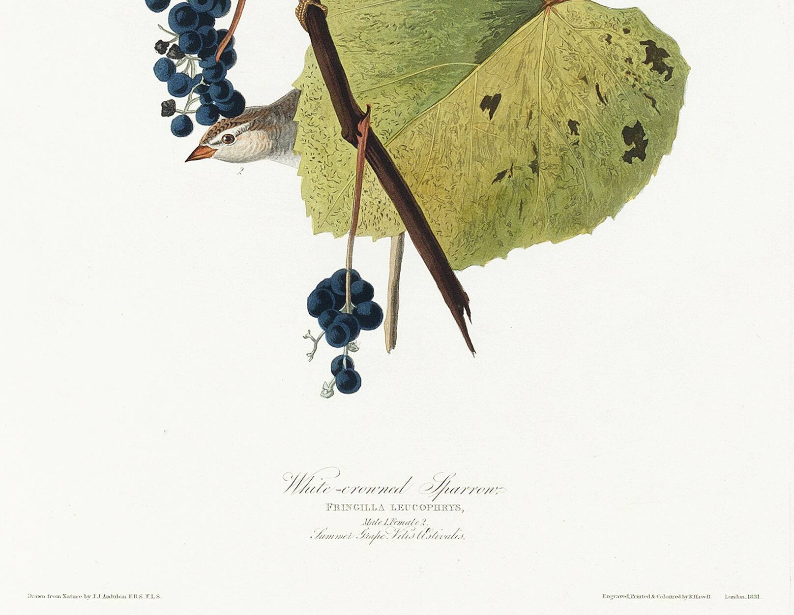 Affiche sur le Bruant à couronne blanche, d’après une gravure ancienne