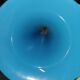 Vase cornet glass paste or faience enamelled blue soliflore