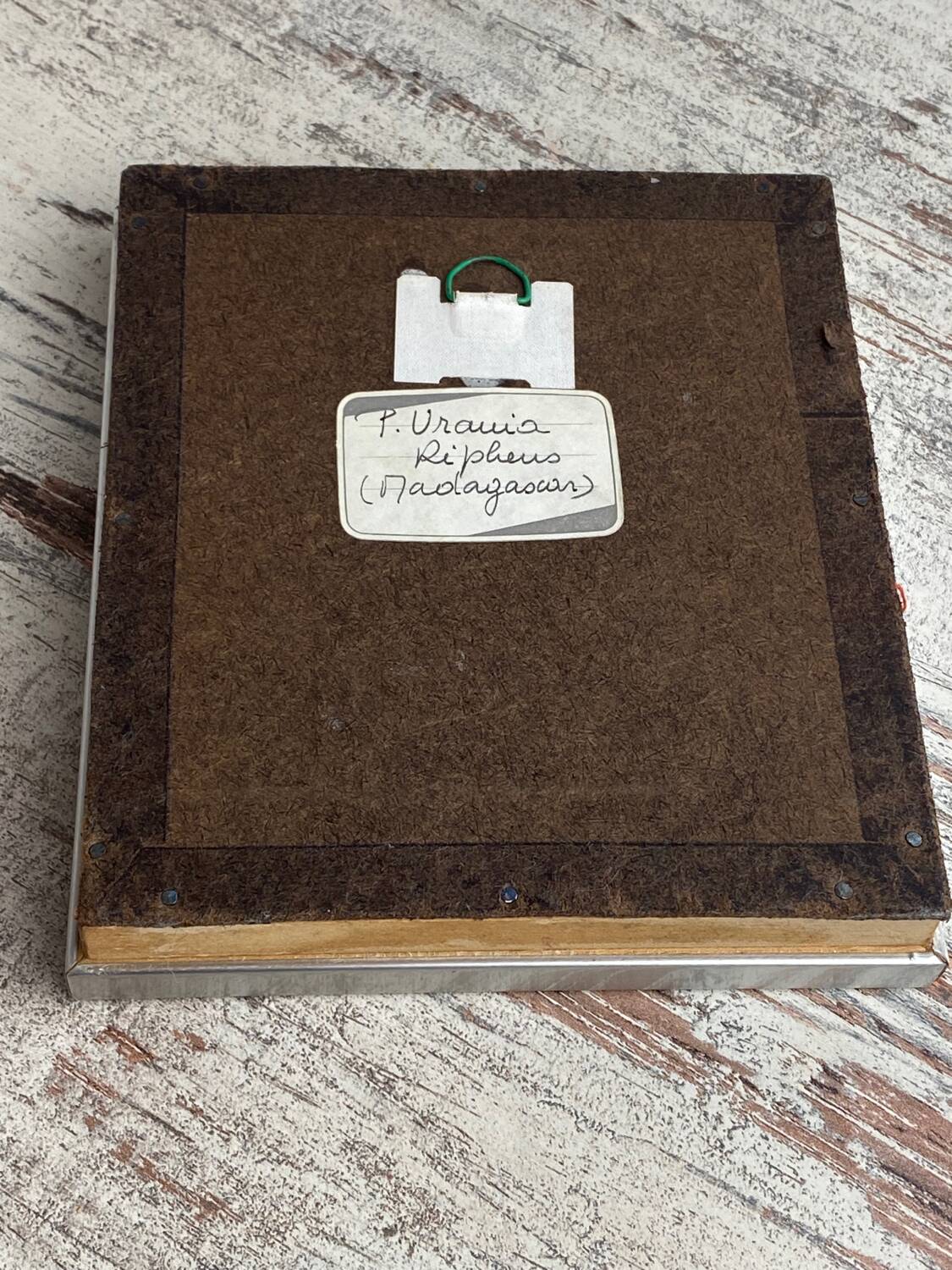 Naturalized butterfly under glass Uranus Ripheus