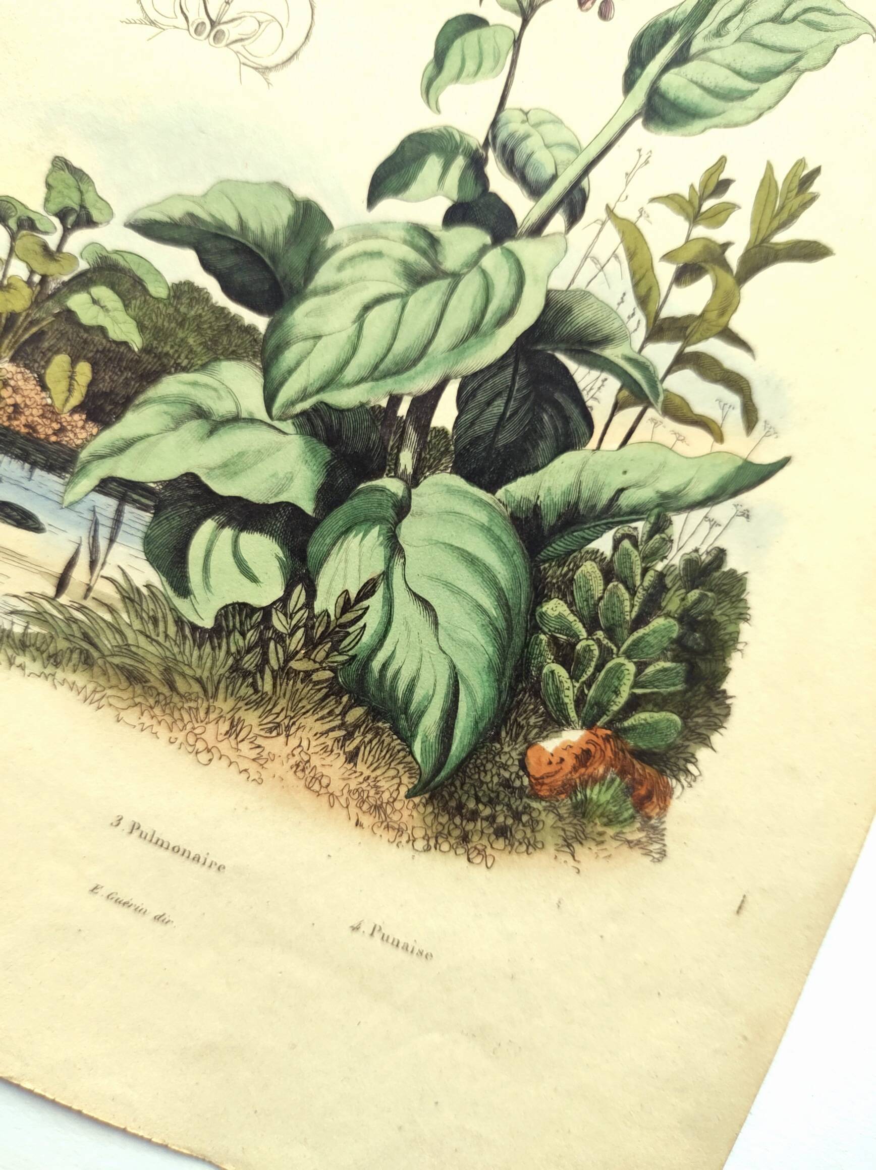 Antique engraving from 1839 - Pulmonary - Hand-colored zoological and botanical plate. Original.