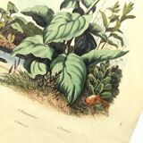 Antique engraving from 1839 - Pulmonary - Hand-colored zoological and botanical plate. Original.