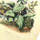 Antique engraving from 1839 - Pulmonary - Hand-colored zoological and botanical plate. Original.