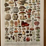 Lithograph on mushrooms (Lenzite flaccid) - 1900
