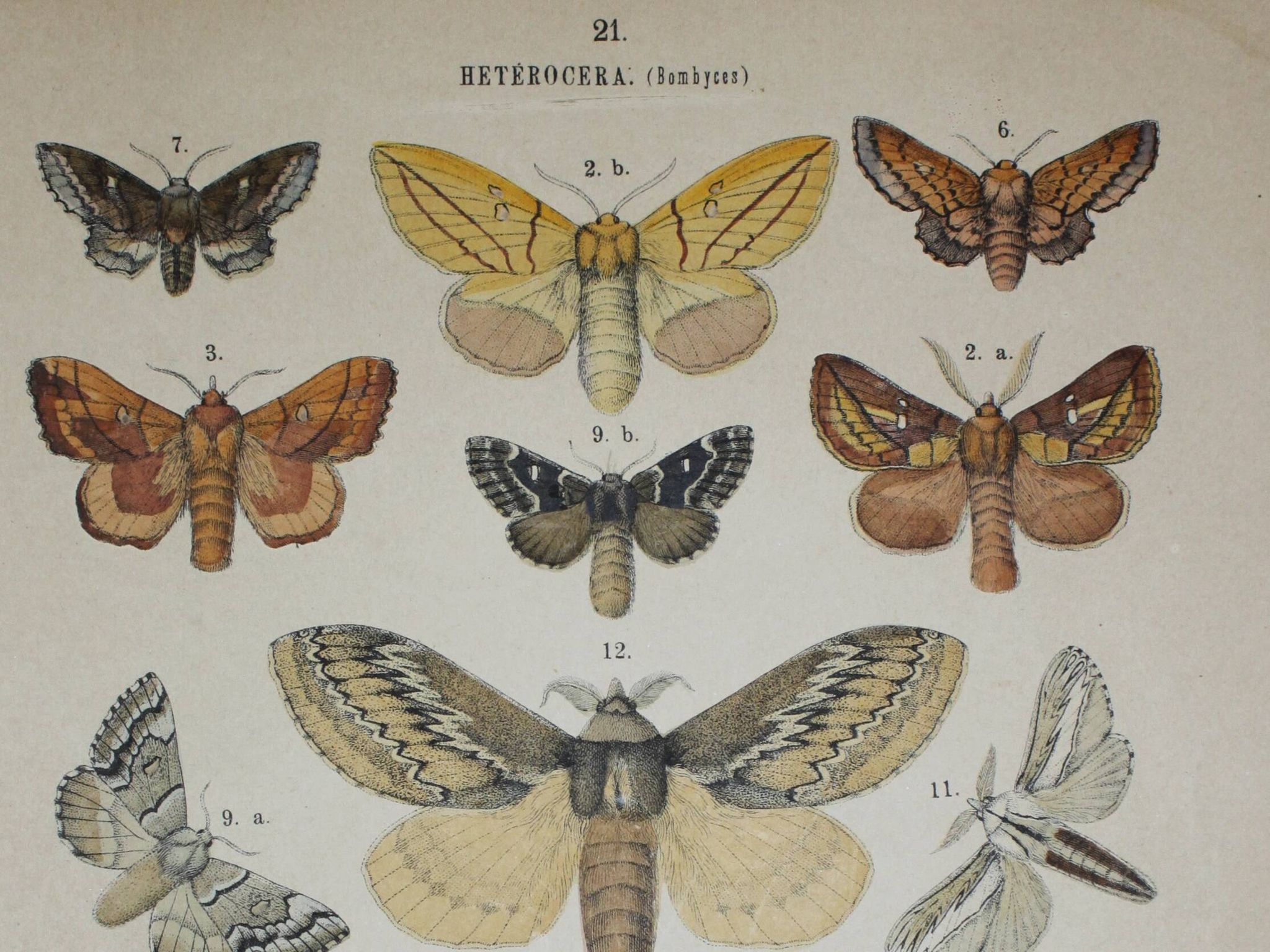 Old engraving of Butterflies - Lithograph from 1887 - Dumi - Original illustration of insects