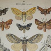 Old engraving of Butterflies - Lithograph from 1887 - Dumi - Original illustration of insects