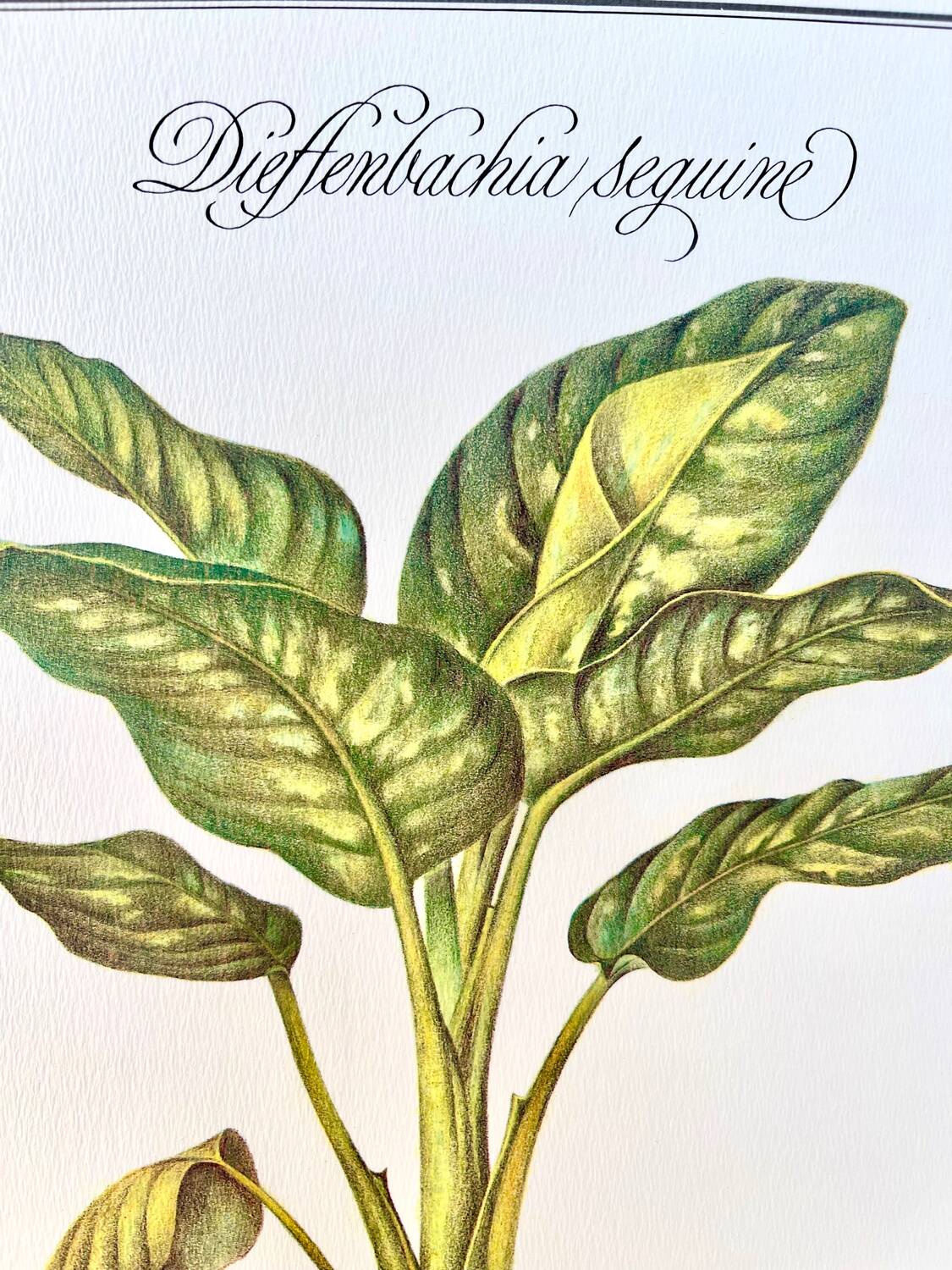 Botanical plate – Dieffenbachia seguine – Louis Pariente, 1986