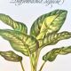 Botanical plate – Dieffenbachia seguine – Louis Pariente, 1986