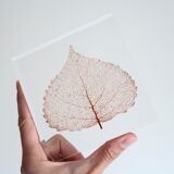 Presse papier en résine avec inclusion d'une feuille d'arbre, années 70