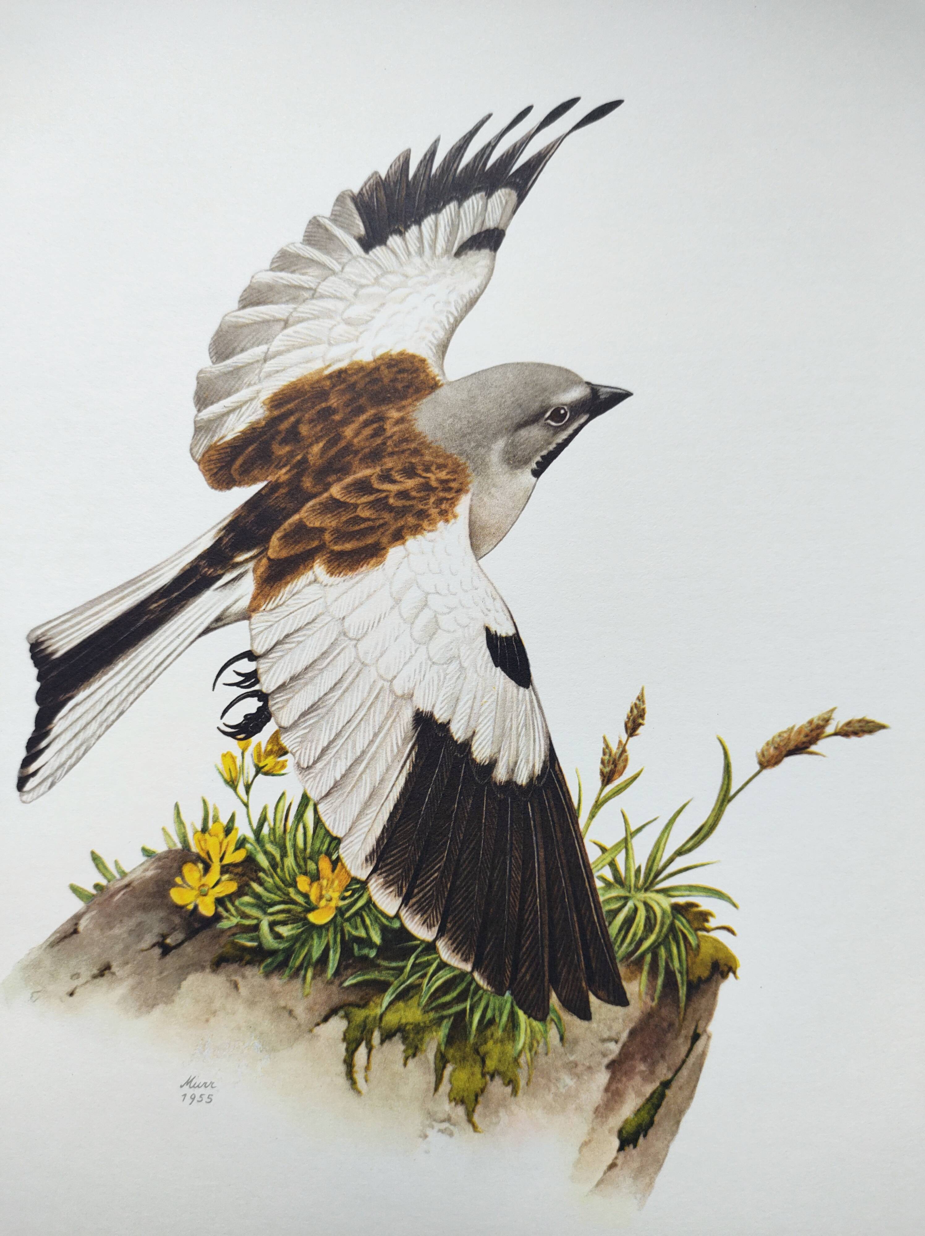 Vintage bird plate from the 1960s - Niverolle des Alpes - Zoological and ornithological illustration