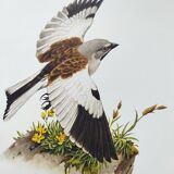 Vintage bird plate from the 1960s - Niverolle des Alpes - Zoological and ornithological illustration