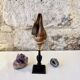 Ancien coquillage Pugilina sur socle en bois tourné - cabinet de curiosités