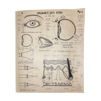 School poster Organ of the senses