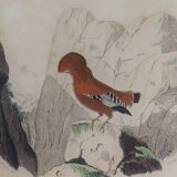 Ornithological Plate Buffon 1838 "Rooster of Rock, Goose & Cordon Bleu"