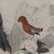 Planche Ornithologique Buffon 1838 "Coq de Roche, Ouette & Cordon Bleu"