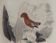 Ornithological Plate Buffon 1838 "Cock of the Rock, Goose & Blue Cordon"