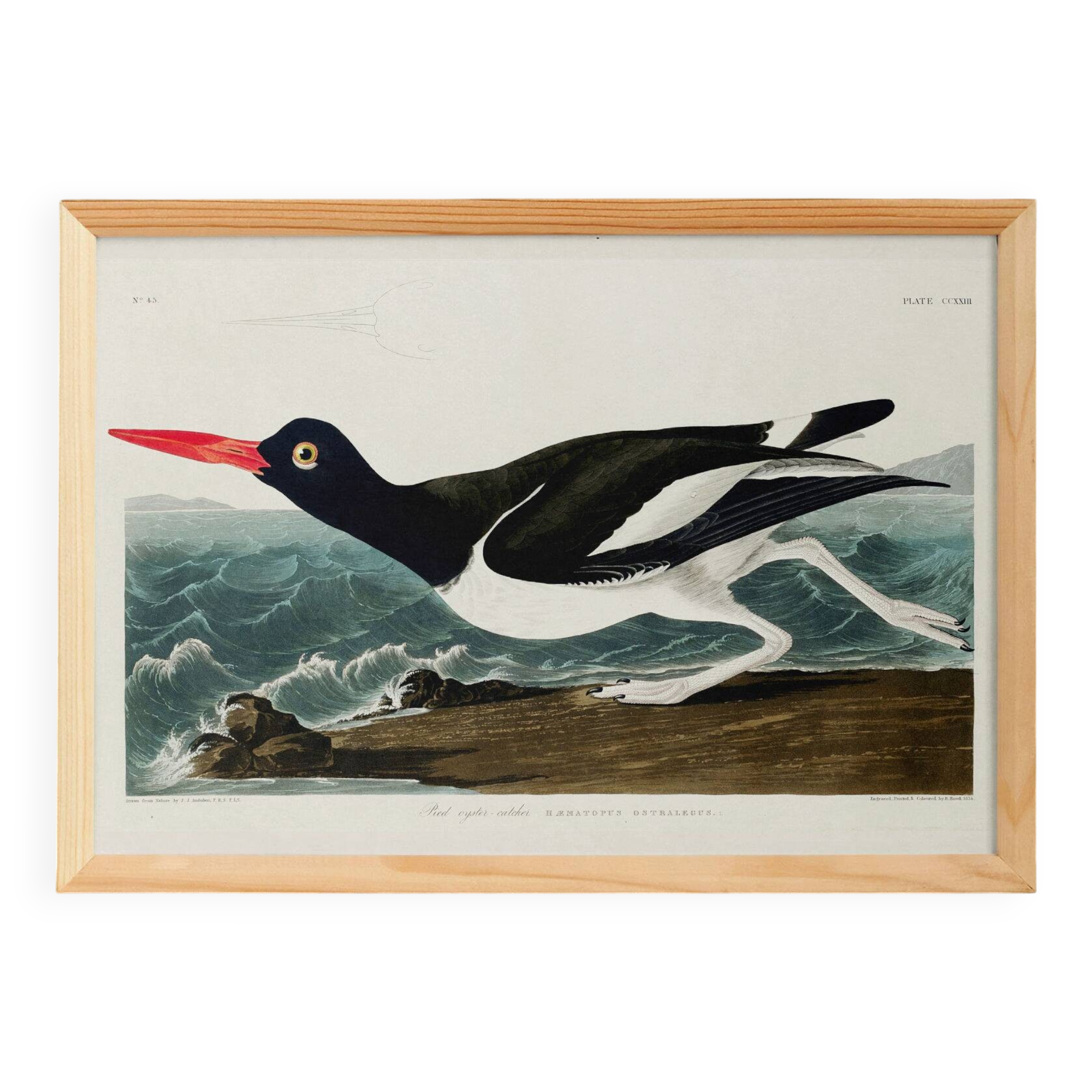 Poster about the Eurasian Oystercatcher, based on an old engraving from 1827.