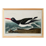 Poster about the Eurasian Oystercatcher, based on an old engraving from 1827.
