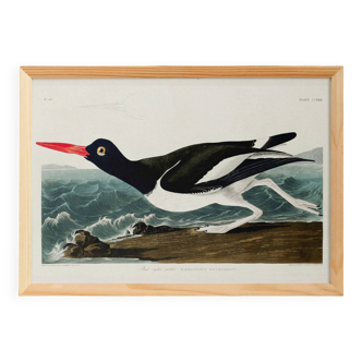 Poster about the Eurasian Oystercatcher, based on an old engraving from 1827.