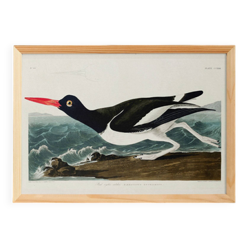 Poster about the Eurasian Oystercatcher, based on an old engraving from 1827.